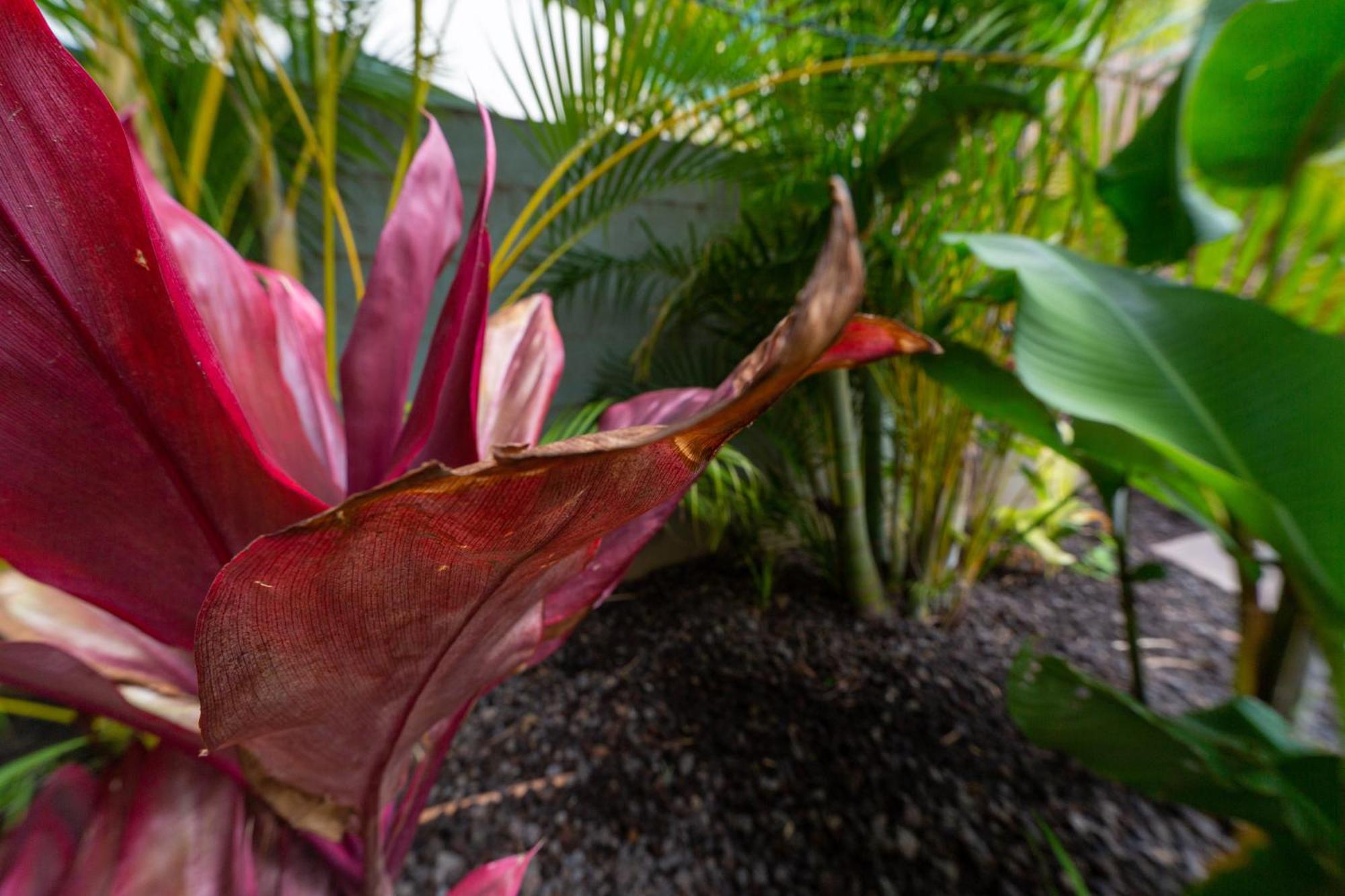 Lotus Suite, 1 Bedroom, Sleeps 4, Pool & Bbq, Pre-Renovation Summer Sale Kihei Extérieur photo