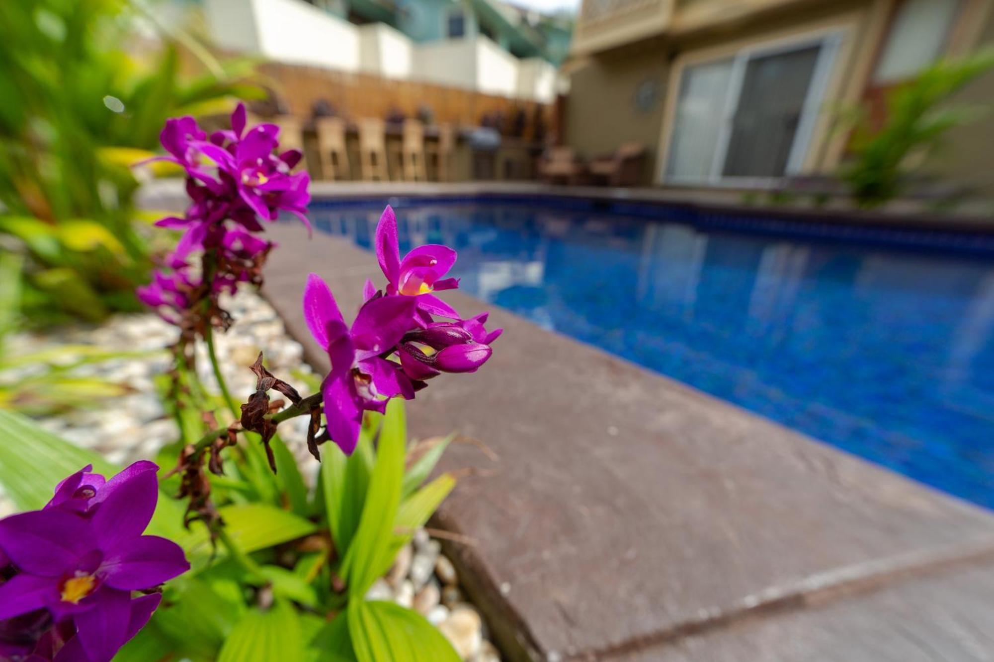 Lotus Suite, 1 Bedroom, Sleeps 4, Pool & Bbq, Pre-Renovation Summer Sale Kihei Extérieur photo